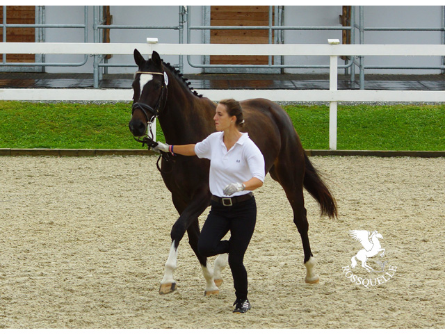 Trakehner Stute Gloria Gaynor von Saint Cyr u.d. Elitestute Greta Garbo v. Alter Fritz - Gestt Hmelschenburg - Beate Langels - Foto: Sonnleitner