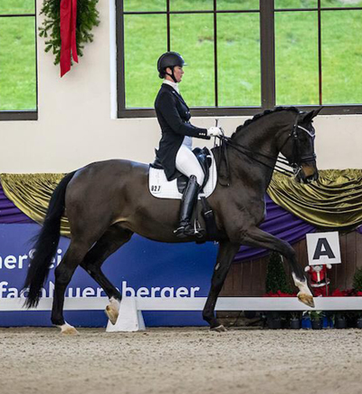 Seal - Trakehner von Gribaldi u.d. Pr.St. Schwalbenspiel v. Exclusiv, Trakehner Gestt Hmelschenburg - Beate Langels, Foto: Sportfoto Lafrentz