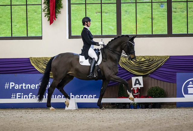 Seal - Trakehner von Gribaldi u.d. Pr.St. Schwalbenspiel v. Exclusiv, Trakehner Gestt Hmelschenburg - Beate Langels, Foto: Sportfoto Lafrentz