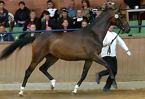 Prmienstute Schwalbenliebe v. Kostolany, Foto: Peter Richterich