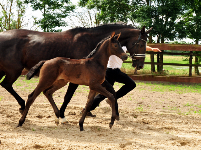 Stutfohlen von High Kwahu u.d. Pr.u.StPrSt. Schwalbenmagie v. Exclusiv - Foto Beate Langels - Gestt Schplitz