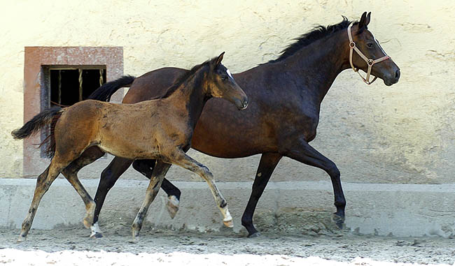 Schwalbenmrchen v. Kostolany u.d. Schwalbenfeder v. Summertime, Trakehner Gestt Hmelschenburg