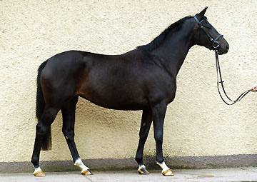 Schwalbenmrchen v. Kostolany u.d. Schwalbenfeder v. Summertime, Trakehner Gestt Hmelschenburg