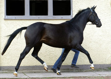 Schwalbenmrchen v. Kostolany u.d. Schwalbenfeder v. Summertime, Trakehner Gestt Hmelschenburg