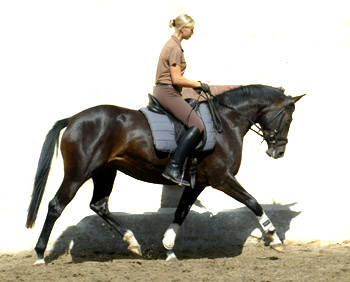 Schwalbenmrchen v. Kostolany u.d. Schwalbenfeder v. Summertime, Trakehner Gestt Hmelschenburg