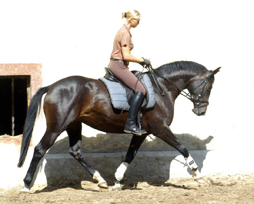 Schwalbenmrchen v. Kostolany u.d. Schwalbenfeder v. Summertime, Trakehner Gestt Hmelschenburg