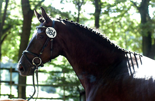 Prmienanwrterin Schwalbenmagie v. Exclusiv - Freudenfest - Enrico Caruso, Foto: Beate Langels