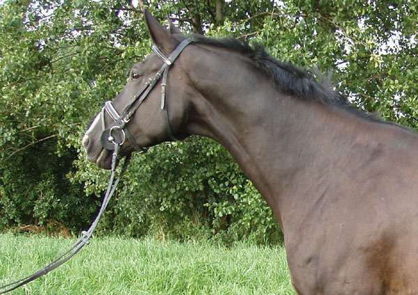 Snapper v. Kostolany