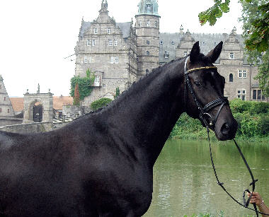 Songline - 2jhriger Trakehner Hengst v. Summertime u.d. Schwalbenspiel v. Exclusiv