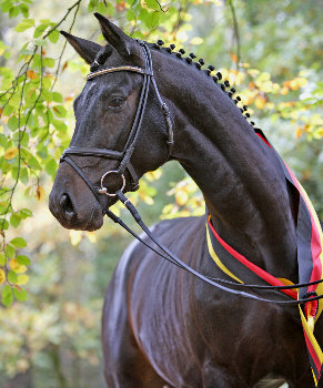 Songline - 2jhriger Trakehner Siegerhengst 2006 v. Summertime u.d. Elitestute Schwalbenspiel v. Exclusiv, Foto: Werner Ernst