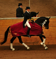 Sergeant Pepper TSF - Zum Karriereabschlu nochmal ein Sieg in der Dressur Kl. S**
