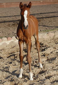 Schwalbenpoesie - Trakehner Stutfohlen von Exclusiv u.d. Schwalbenfee v. Freudenfest, Foto: Marion Langels