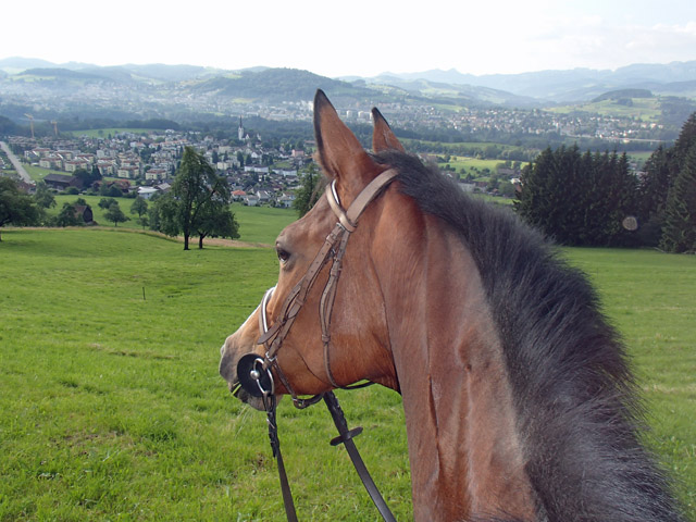 Talavera v. Summertime - Foto: Fam. Rutz, gezogen im Gestt Hmelschenburg