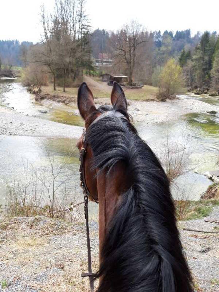  - Trakehner Gestt Hmelschenburg - Beate Langels