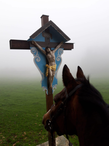 Talavera v. Summertime am 2. Weihnachtsfeiertag 2019 - Trakehner Gestt Hmelschenburg - Beate Langels