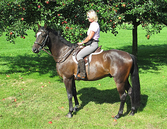 Dahoman v. Freudenfest u.d. Beloved v. Kostolany - Foto: Beate Langels, Gestt Hmelschenburg