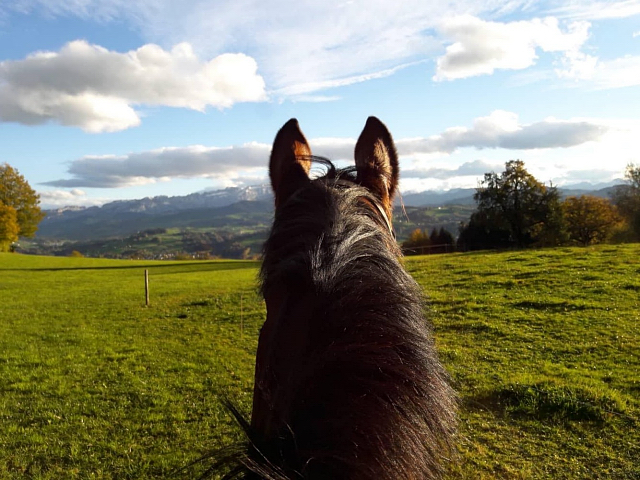  - Trakehner Gestt Hmelschenburg - Beate Langels