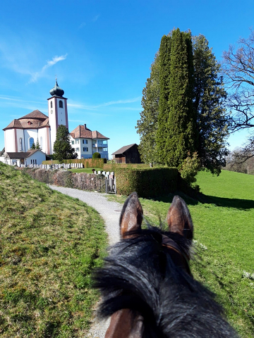 Talavera v. Summertime am 2. Weihnachtsfeiertag 2019 - Trakehner Gestt Hmelschenburg - Beate Langels