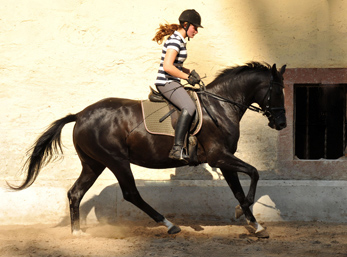 Schwalbensiegel von Kostolany u.d. Pr.,StPr. u. Elitestute Schwalbenspiel v. Exclusiv - Foto: Beate Langels - Zchter : Trakehner Gestt Hmelschenburg