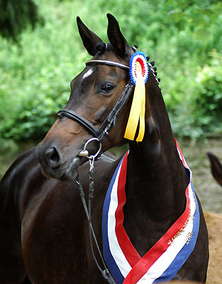 Trakehner Elitestute Schwalbenspiel von Exclusiv, Zchter und Besitzer: Gestt Hmelschenburg