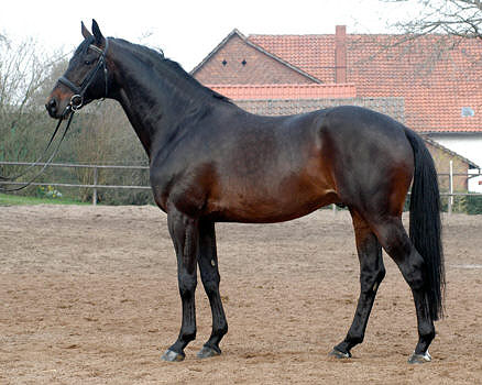 Premium sire Summertime by Michelangelo