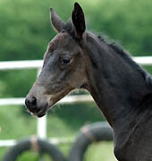 2 Tage alt: Stutfohlen von Summertime u.d. Pr.St. Anjana v. Freudenfest