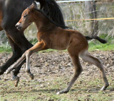 Trakehner Stutfohlen von Summertime u.d. Pr.St. Germania v. Gribaldi