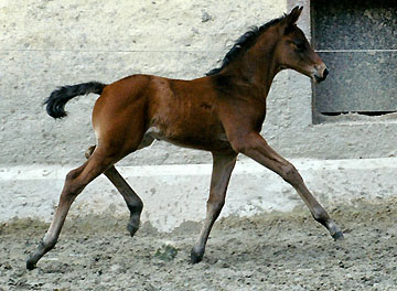 2. Mai 2008: Trakehner Hengstfohlen von Summertime u.d. Greta Garbo v. Alter Fritz, Gestt Hmelschenburg - Beate Langels