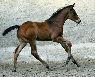 2. Mai 2008: Trakehner Hengstfohlen von Summertime u.d. Greta Garbo v. Alter Fritz, Gestt Hmelschenburg - Beate Langels