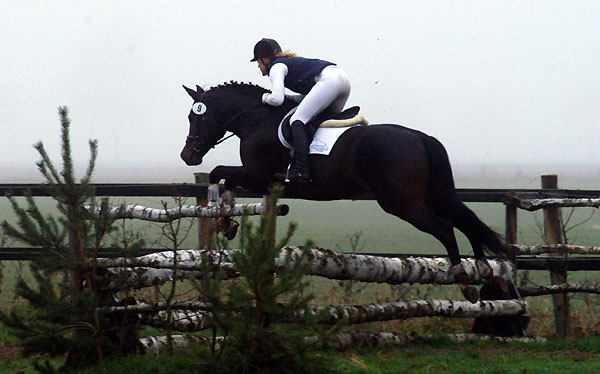 Trakehner Prmienhengst SAINT CYR von Kostolany u.d. Elitestute Schwalbenspiel v. Exclusiv - Foto: Beate Langels - Trakehner Gestt Hmelschenburg