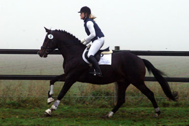 Trakehner Prmienhengst SAINT CYR von Kostolany u.d. Elitestute Schwalbenspiel v. Exclusiv - Foto: Beate Langels - Trakehner Gestt Hmelschenburg