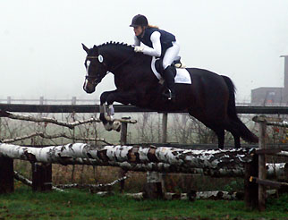 Trakehner Prmienhengst SAINT CYR von Kostolany u.d. Elitestute Schwalbenspiel v. Exclusiv - Foto: Beate Langels - Trakehner Gestt Hmelschenburg