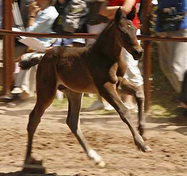 Trakehner Hengstfohle von Summertime u.d. Schwalbenflair v. Exclusiv, Foto: Gestt Hmelschenburg Beate Langels