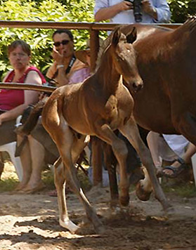 Trakehner Hengstfohle von Summertime u.d. Schwalbenflair v. Exclusiv, Foto: Gestt Hmelschenburg Beate Langels