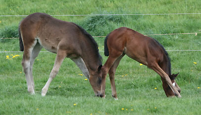 Stutfohlen von Kostolany/Schwalbenherz und Stutfohlen von Summertime/Sacre Coeur,  Zchter: Elisabeth Gilgen, Neuss