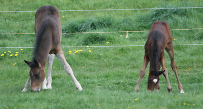 Stutfohlen von Kostolany/Schwalbenherz und Stutfohlen von Summertime/Sacre Coeur,  Zchter: Elisabeth Gilgen, Neuss
