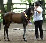 Sieger im Championat: Hengstfohlen von Summertime x Gribaldi, Foto: Langels