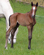 Hengstfohlen von Summertime