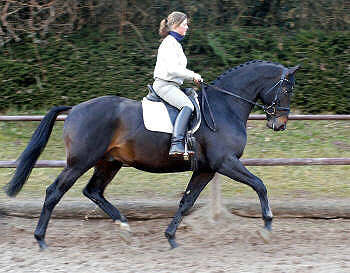 Sntelstern - 4-jhriger Trakehner Wallach von Summertime - Kostolany (im Mrz 2006)