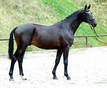 Trakehner Wallach Sntelstern v. Summertime - Kostolany