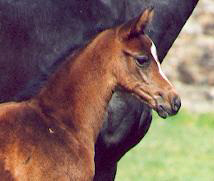Filly by Summertime - Exclusiv