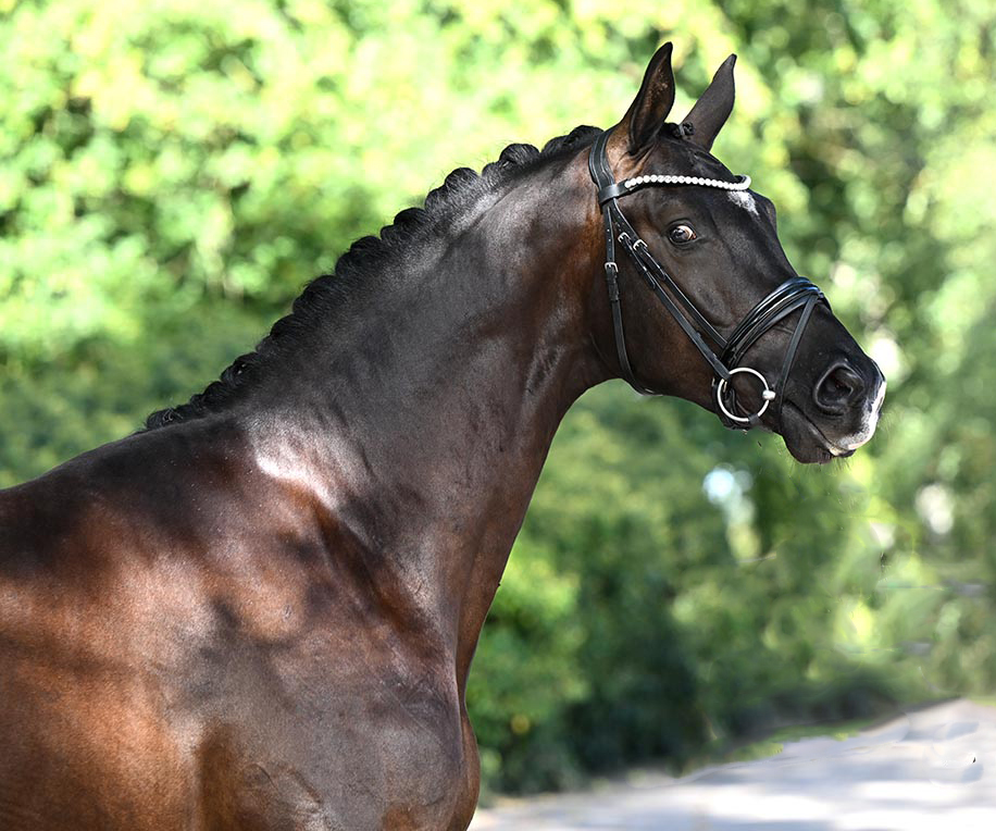 Trakehner Prmienhengst SUTHERLAND v. Saint Cyr u.d. Prmienstute Schwalbenland v. Touch my Heart - Foto: Beate Langels - Trakehner Gestt Hmelschenburg