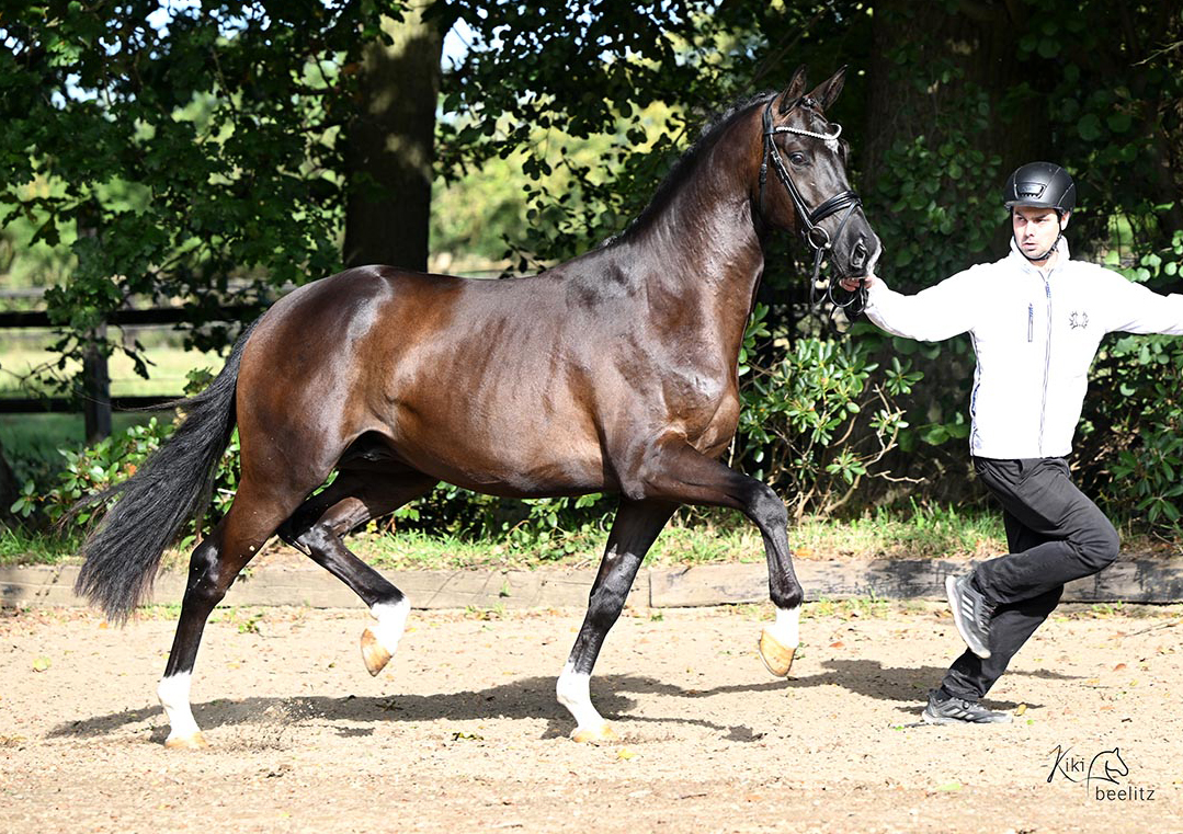 Prmienhengst Sutherland von Saint Cyr x Touch my Heart