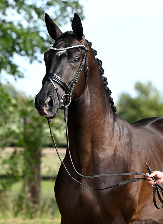 Prmienhengst Sutherland von Saint Cyr x Touch my Heart