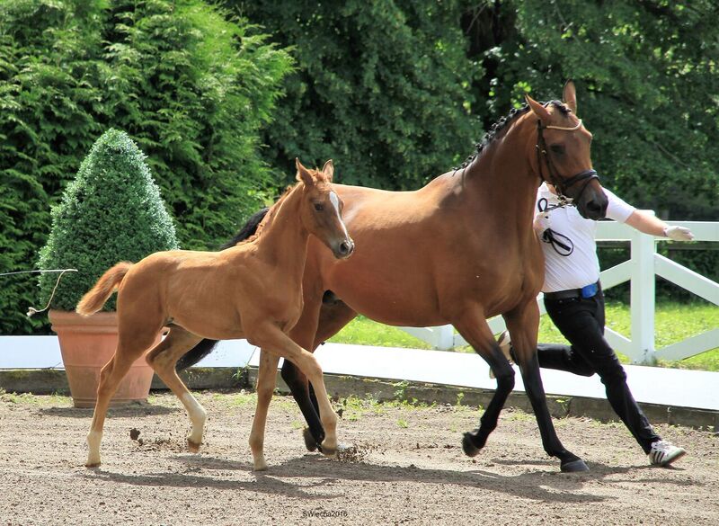 Hengstfohlen von High Motion x Herzruf - Grafenstolz- Foto: Sigrun Wiecha