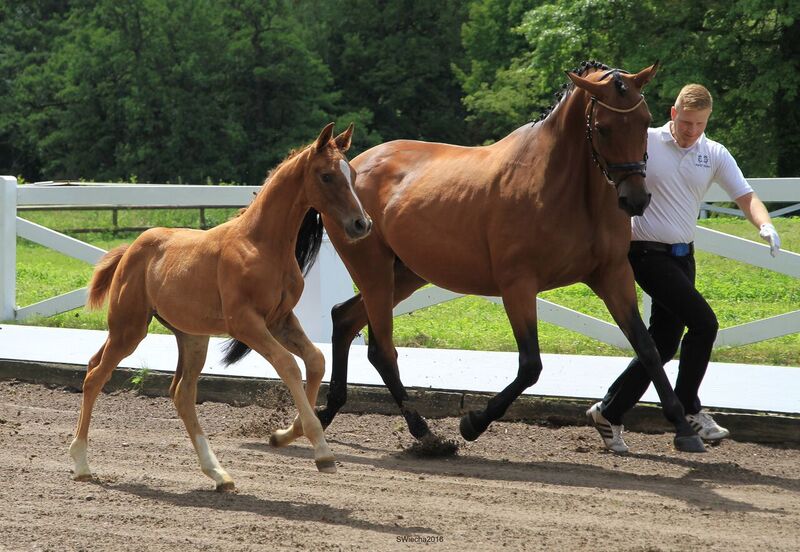 Hengstfohlen von High Motion x Herzruf - Grafenstolz- Foto: Sigrun Wiecha