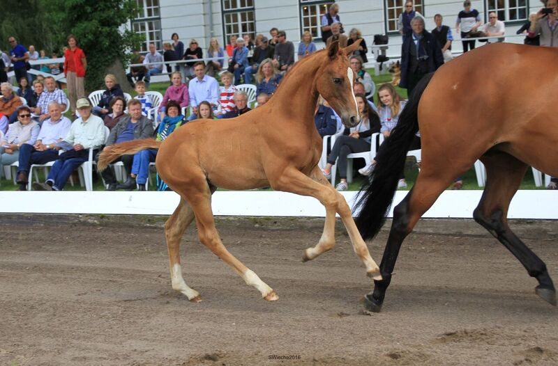 Hengstfohlen von High Motion x Herzruf - Grafenstolz- Foto: Sigrun Wiecha