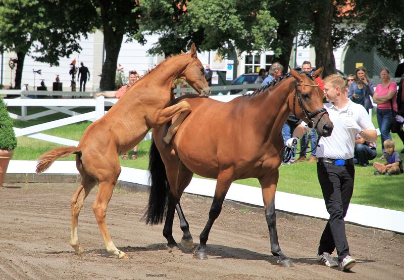Hengstfohlen von High Motion x Herzruf - Grafenstolz- Foto: Sigrun Wiecha