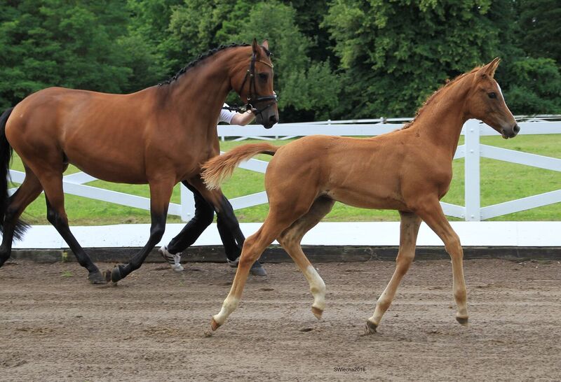 Hengstfohlen von High Motion x Herzruf - Grafenstolz- Foto: Sigrun Wiecha