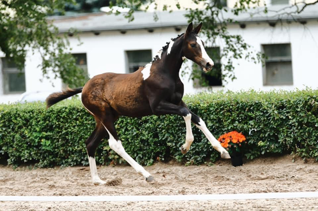 Auktionspreisspitze Prease Me v. High Motion u.d. Pieper v. Axix - Foto Sigrun Wiecha
